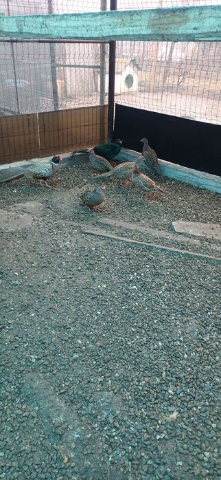 Fazani comuni masculi si femele de anul trecut