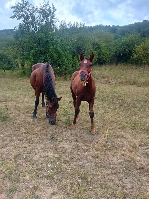 Vând iapa gestantă și mânză