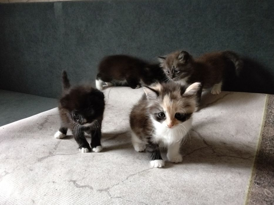 Отдам котят в добрые руки