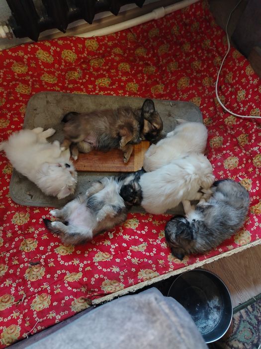 Продам щенков Пекинес. Недорого. 1,5 МЕСЯЦА..