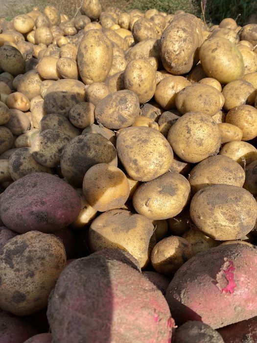 Картофель домашний