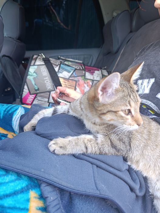Котёнок в добрые руки