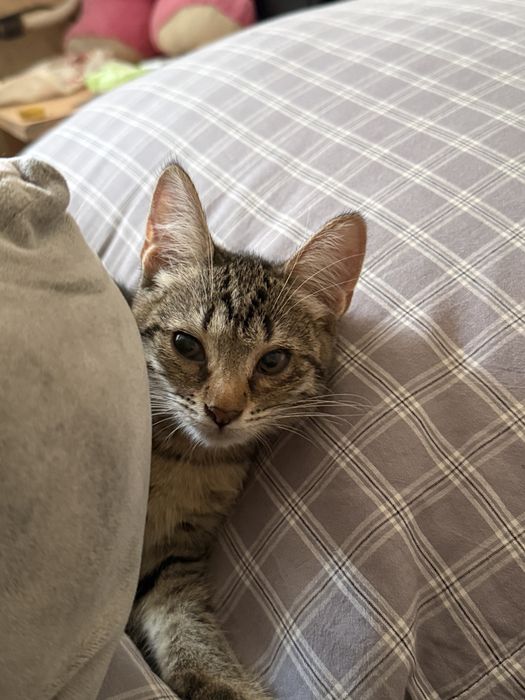 Отдам котят бесплатно в добрые руки