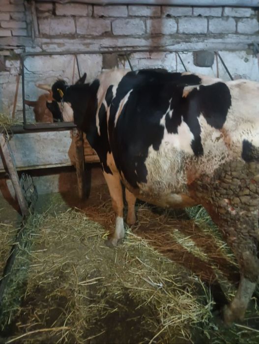 Vând vaca cu vițel