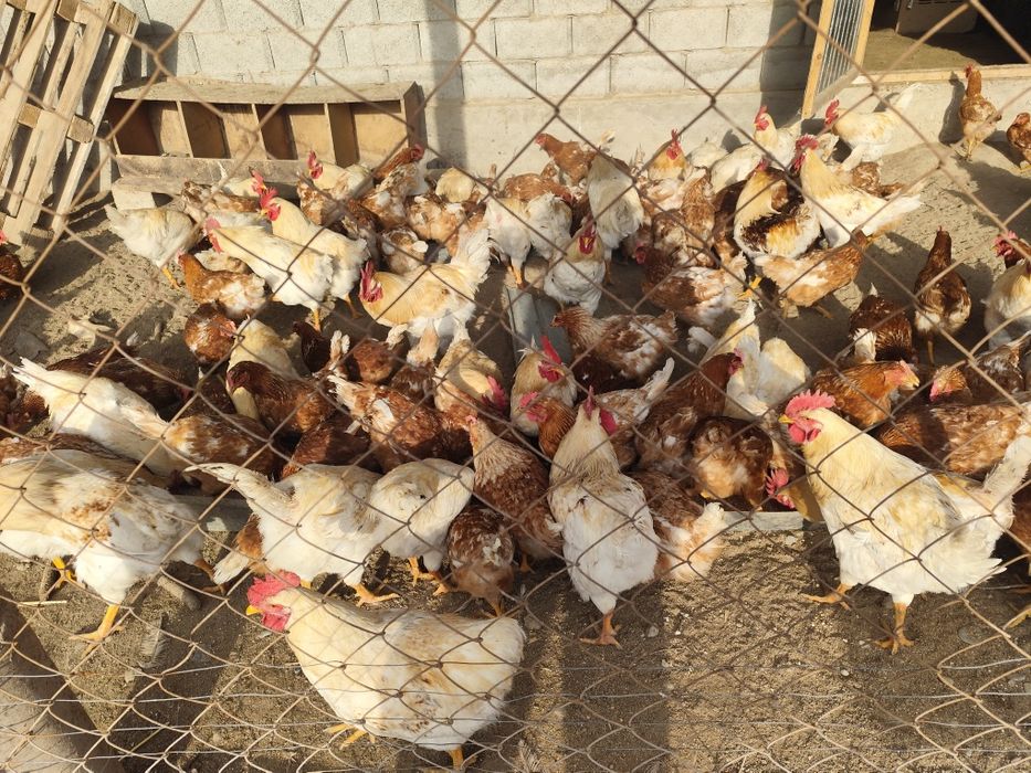 Инкувацонный яицо ломан брауын