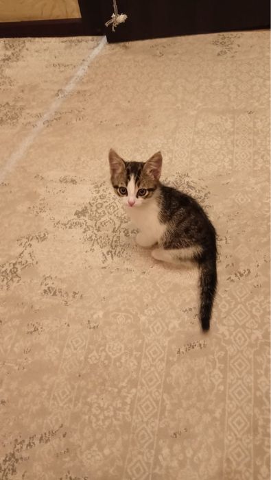Отдам в добрые руки котенка