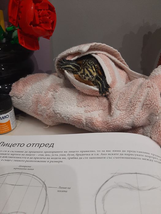 Костенурка на 3г.