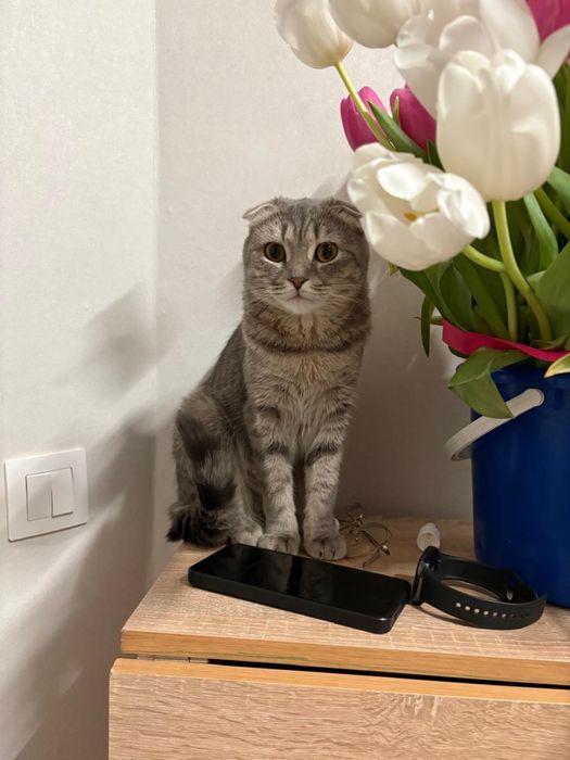 Отдам кошку в добрые руки