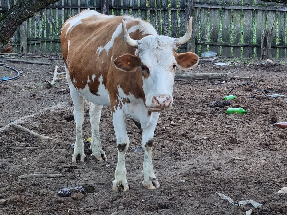 Tauri si vaci de vinzare