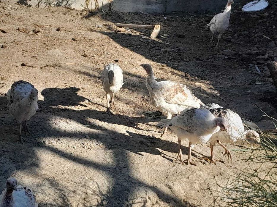 Kurka .induk sotiladi 8 dona