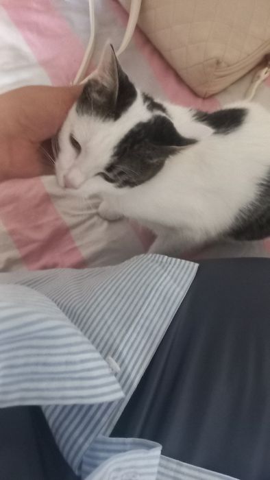 Отдам в добрые руки ласкового котика