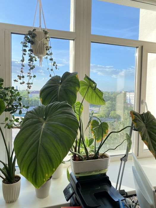 Филодендрон пастазанум Pastazanum
