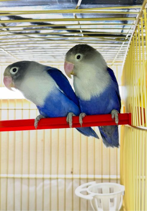 Рабочая пара Violet Sable Fischer  неразлучники