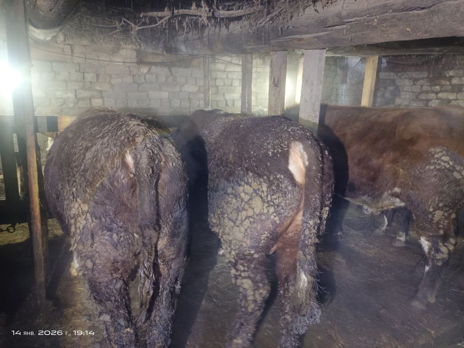 Продам быков на мясо