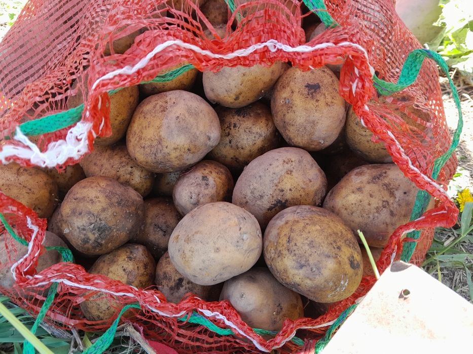 Продам Картофель