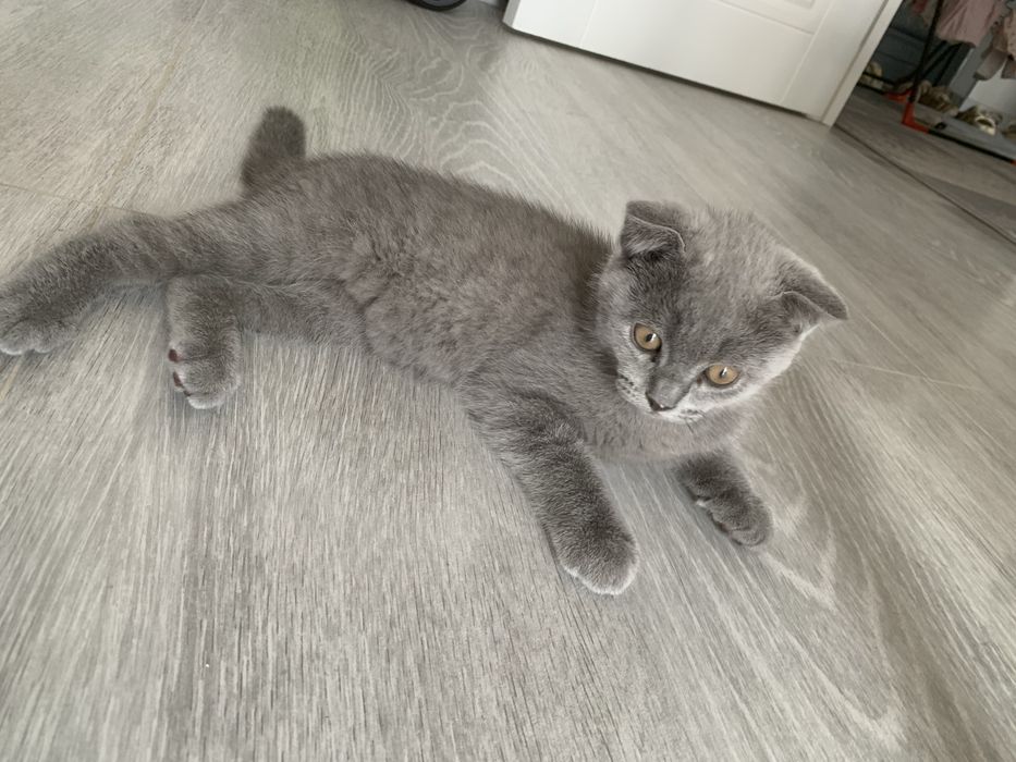 британский котёнок