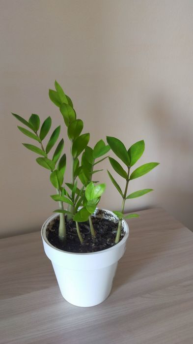 Продам молодое долларовое дерево