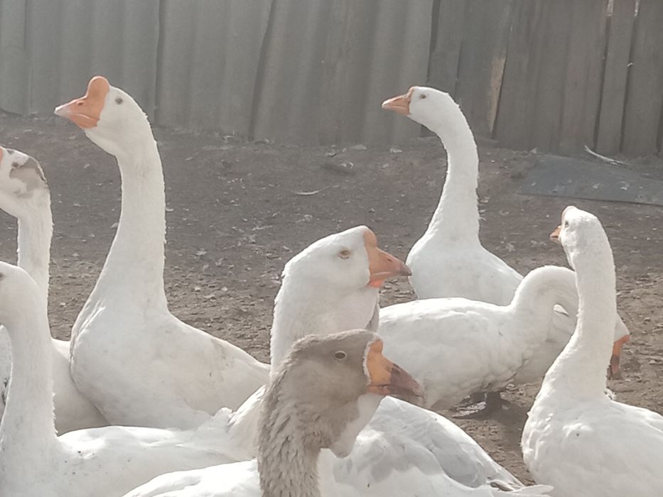 Продам домашних гусей