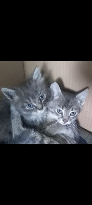 Отдам симпатичных котят