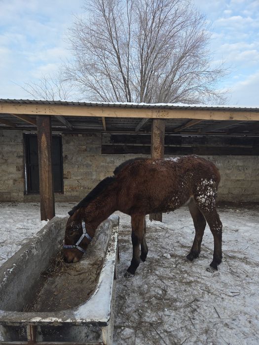 Продается жабағы