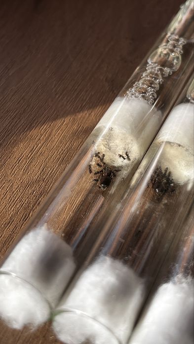 Муравьи lasius niger, садовые муравьи