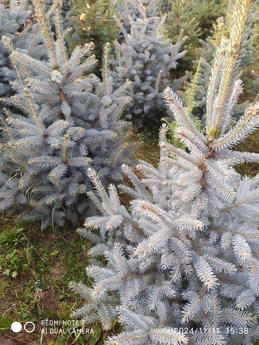 El archa sotiladi Galoboy El bòyi 1m Dan 2metrgacha