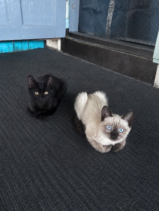 Отдам котят в хорошие руки.
