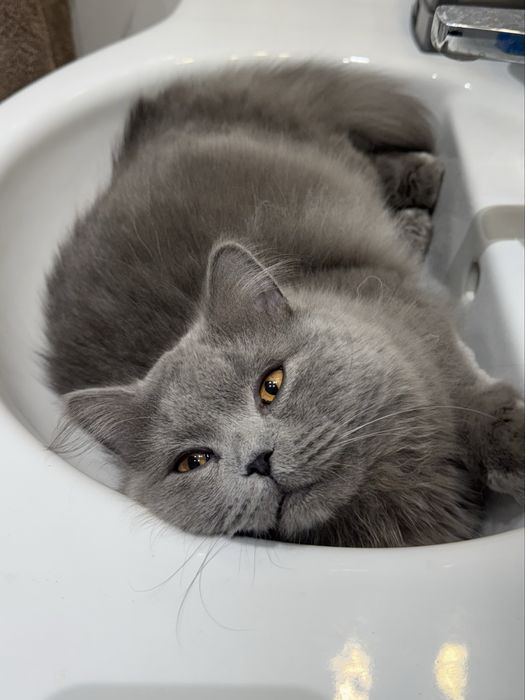 Мъжка британска котка