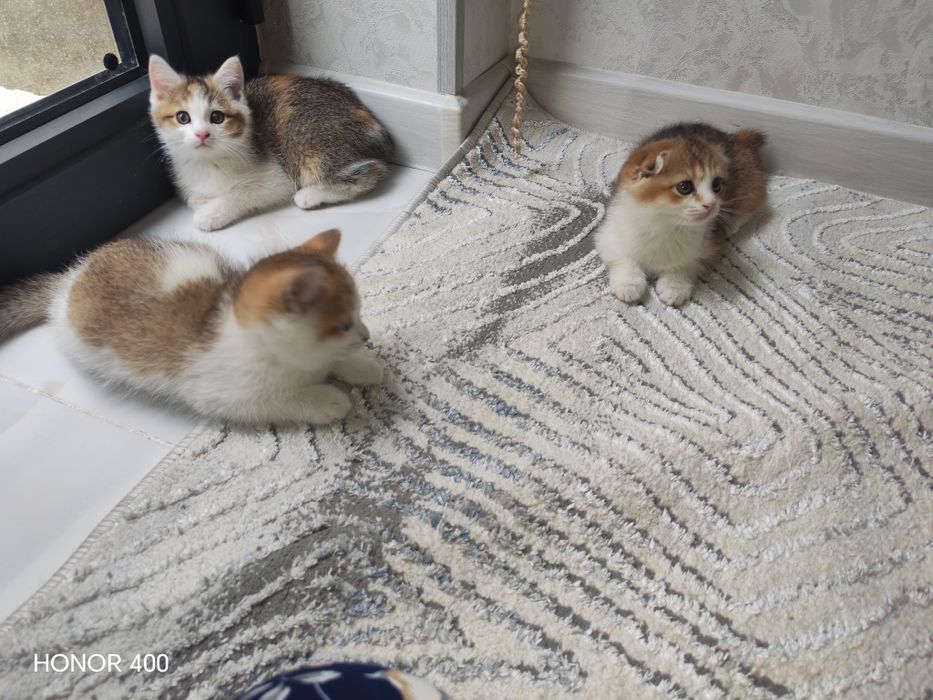 Золотая шиншила 2 месяца красивая умная