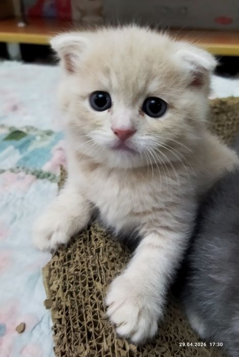 Продаются шотландские котята
