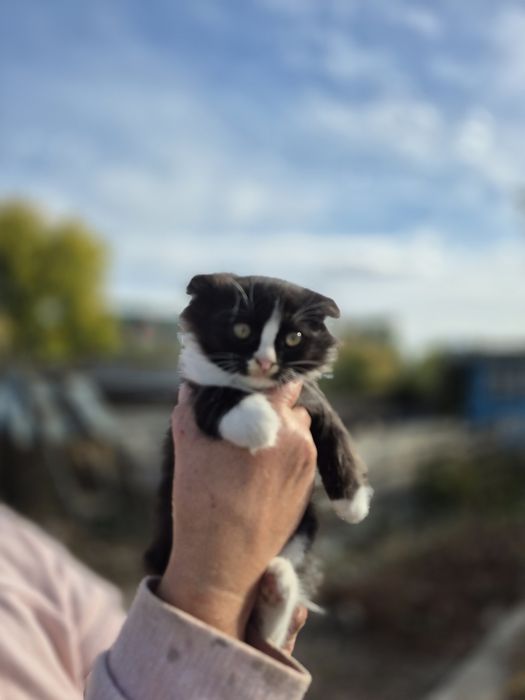 Котёнок вислоухий.