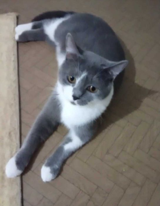Ласковый котик ищет дом