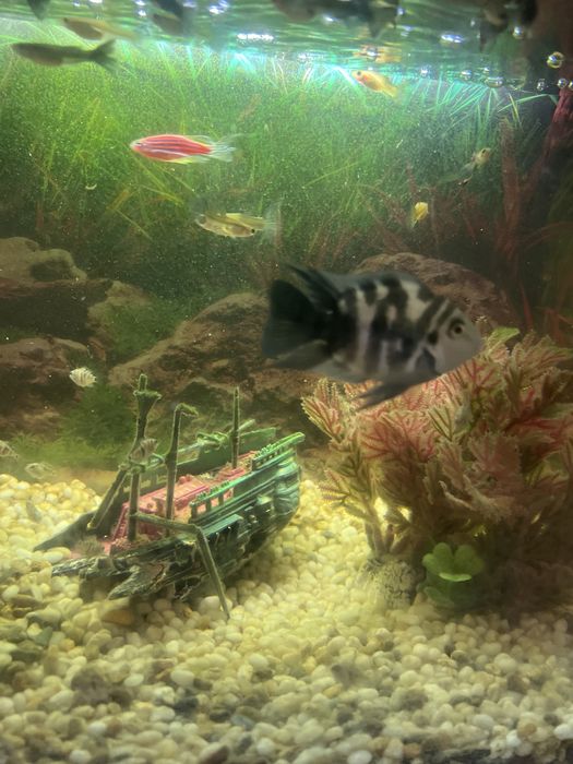 Рыбки голубой папугай