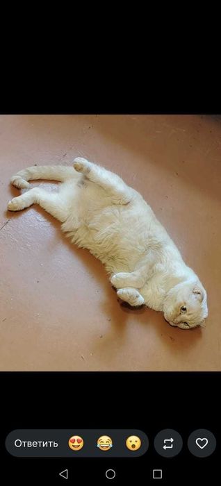 Отдам в добрые руки котик