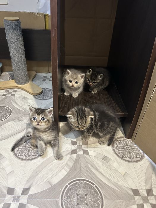 Бронь шотланских котят