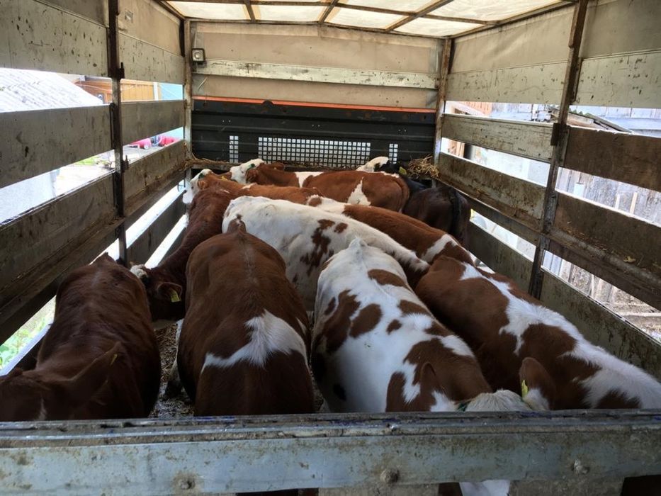 Transport animale vii