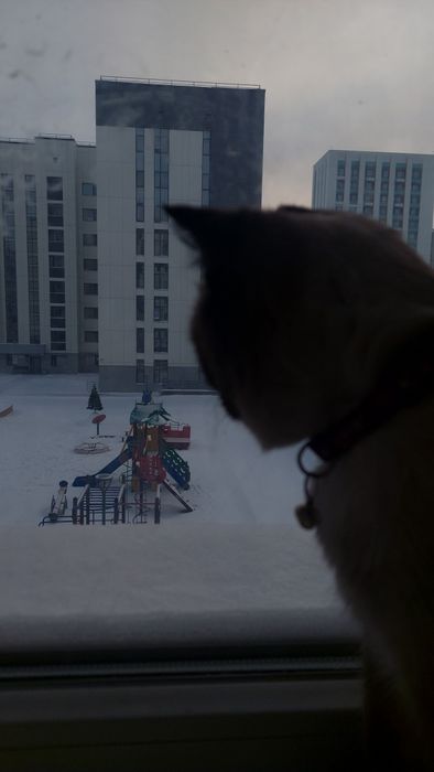 Нам нужен сиамский кот