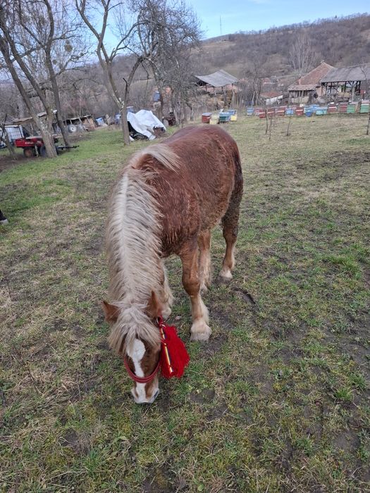Vând manza de 9 luni