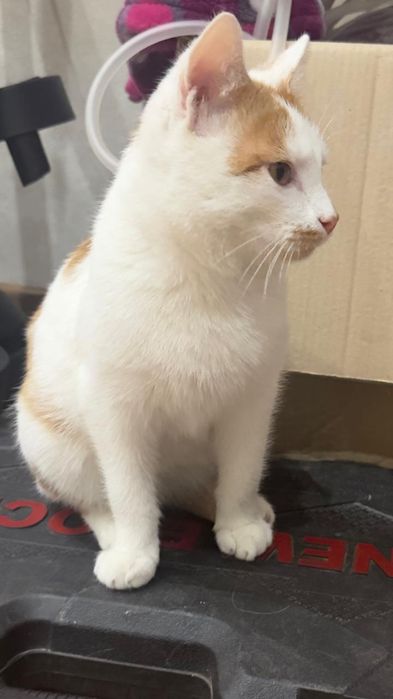 Пристраивается кот кастрированный