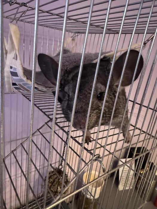 Продавам Чинчила на 9 месеца