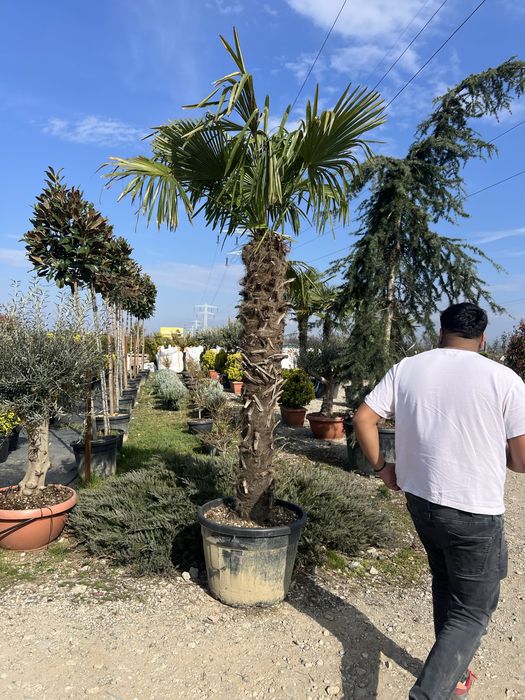 Pamieri fourtunei rezistenti pana la minus 20 livram oriunde in tara