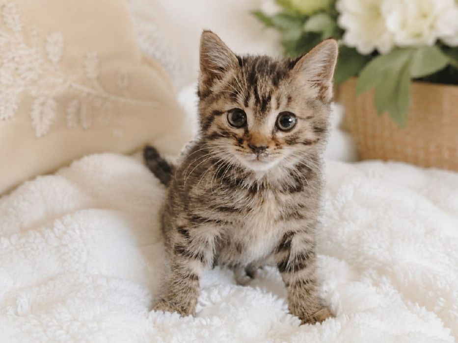 Котята бесплатно