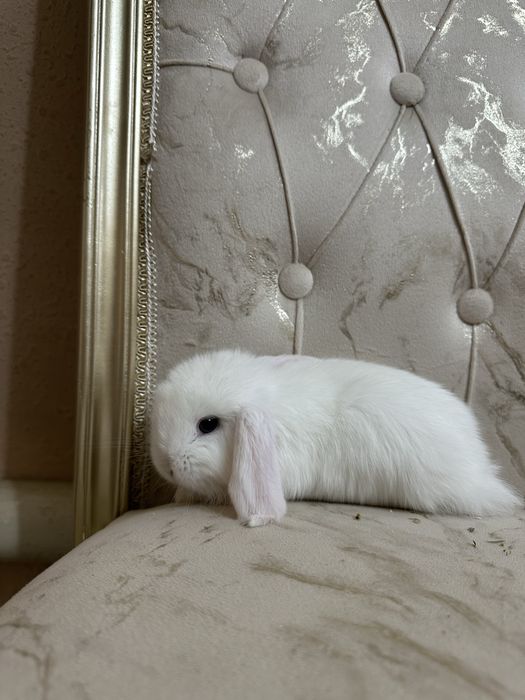 Basmala Farm’dan nafis va mehribon quyonchalar!