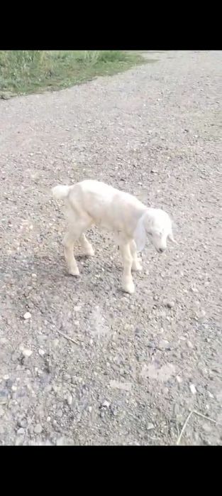 Жас лак сатылады