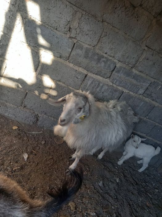 Козы породистые красивые