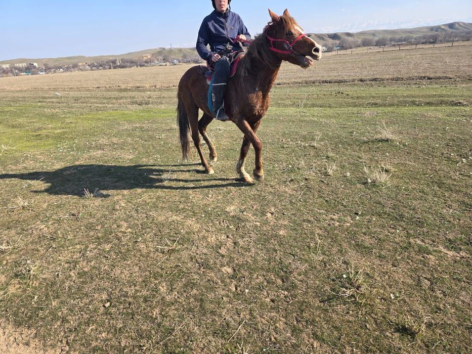 Айгыр сатылады, продам жеребец