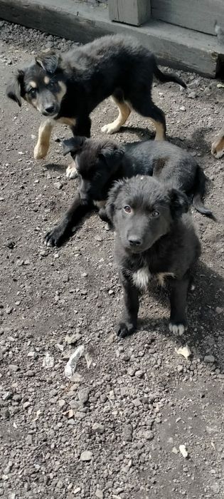Отдам в добрые руки щенят