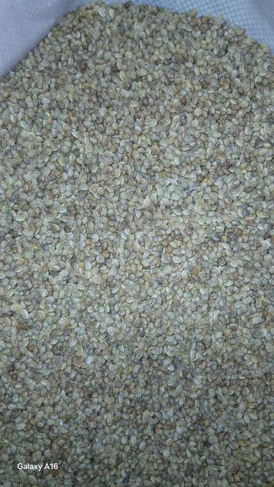 Эспарцет ұрық бар