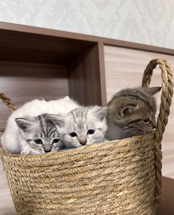 Продаются британские котята