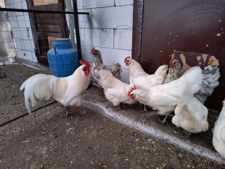 Oua incubat australorp alb